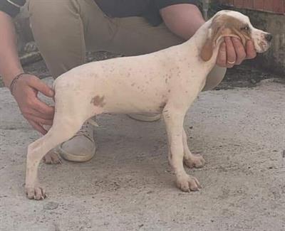 Cuccioli di pointer inglesi