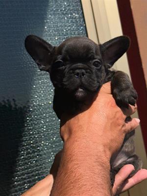 Ultimo cucciolo bulldog francese