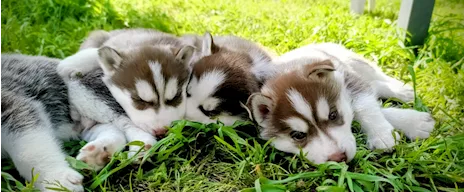 Siberian husky cuccioli 2 mesi