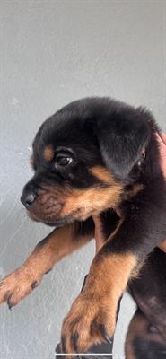 Cuccioli rottweiler