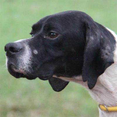 GULLIVER Pointer M - cerca casa
