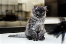 Gattini Siberiani ipoallergenici Roma