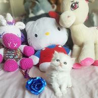 Cuccioli gattini persiani con pedigree - Anteprima 1