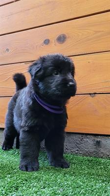 Cuccioli Pastore Tedesco