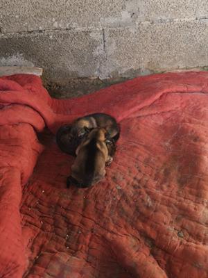 Regalo cuccioli