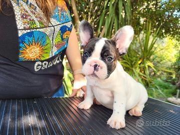 Cuccioli di Bouledogue francese - Foto 5