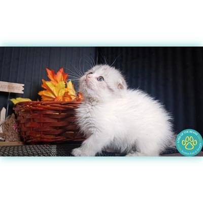 Scottish fold e straight nord Italia - Foto 4