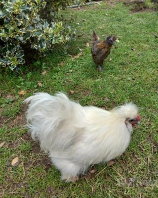 Regalo gallo razza MOROSETA
