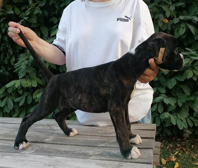 Boxer cuccioli