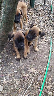 Disponibili 6 cuccioli di cani Corso di pura razza