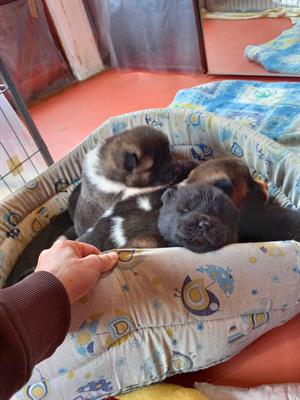 Cuccioli Akita Americano