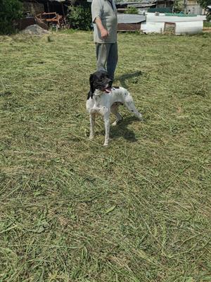 Pointer inglese - Anteprima 1