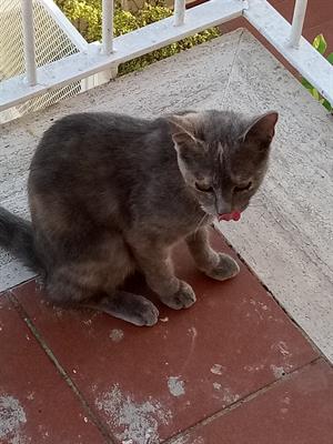Gattino 6 mesi cerca famiglia