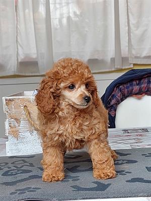 Barbone toy