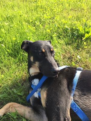 Lester è un incrocio lupoide nato - Foto 2