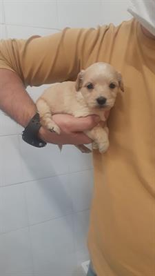 Cuccioli di barboncino toy albicocca chiaro