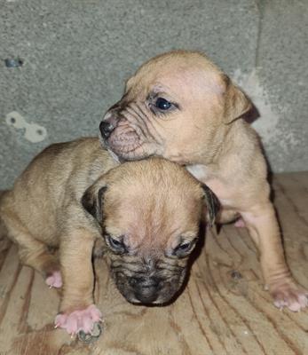 Cuccioli di Razza pitbull UKC - Foto 3