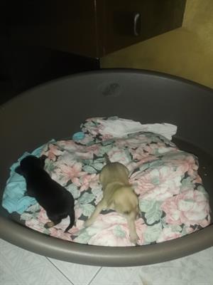 Cuccioli di Razza chihuahua chiwawa ciwawa ciuaua toy - Foto 3