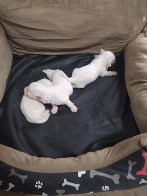 Cuccioli maltesi maschi - Foto 2