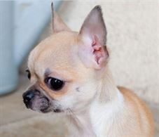 Chiuhuahua con pedigree