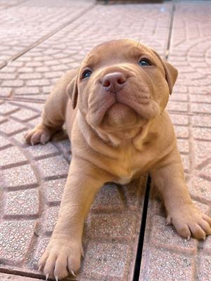 Cuccioli di Razza Pitbull Ukc red nose - Foto 5