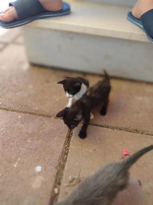 Regalo gattini