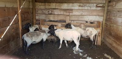 4 pecore + 1 montone - Anteprima 1