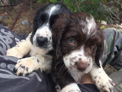 CUCCIOLI DI SPRINGER