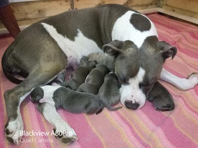 Cuccioli di american Staffordshire terrier