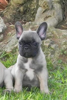 Cuccioli disponibili nati il