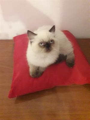 Cuccioli gatto