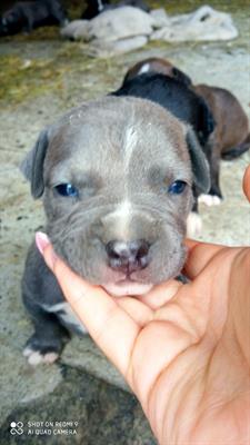 Cuccioli American Razza Pitbull Terrier - Foto 2