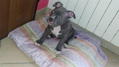 American bully cuccioli