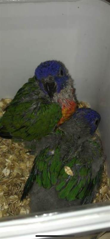 Vendo Lory arcobaleno