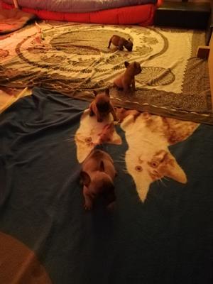 Bulldog Francese pedigree, colore fulvo - Foto 4