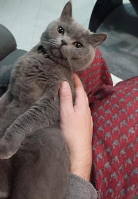 Accoppiamento british shorthair - Foto 6