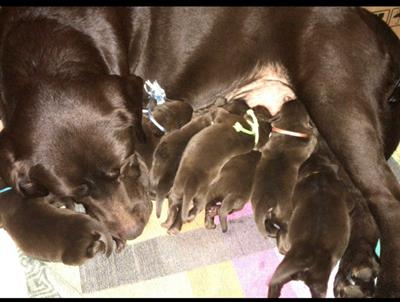 Labrador chocolate cuccioli - Foto 2
