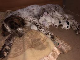 Cuccioli Setter Inglese