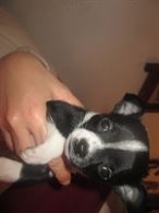 Foto 6 Cuccioli di chihuahua toy a pelo corto