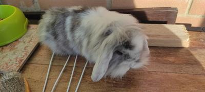 Conigli ariete fuzzy lop