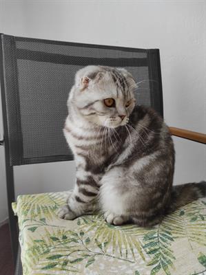 Scottish fold per accoppiamento