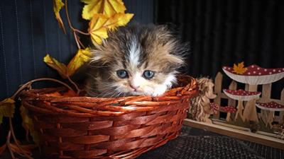 Scottish fold e straight nord Italia - Foto 3