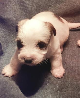 Cuccioli di Jack Russell Terrier