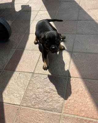 Chihuahua mini toy - Foto 3