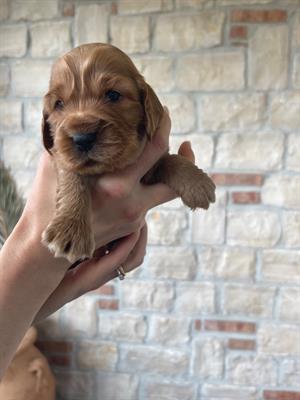 Cuccioli cocker