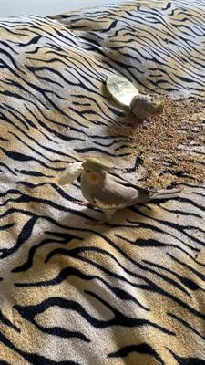 Cuccioli Calopsite - Foto 4