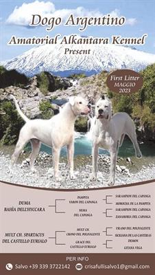 Cuccioli dogo argentino
