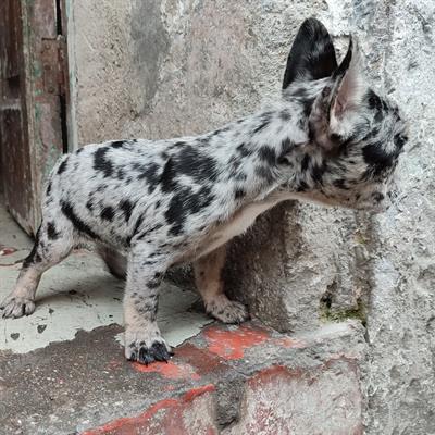 Bulldog francese lilac merle - Anteprima 1