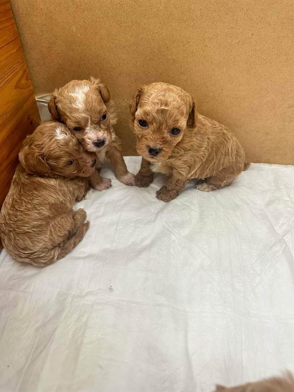 cuccioli-razza-maltipoo-peso-2-kg-cani-a-ragusa