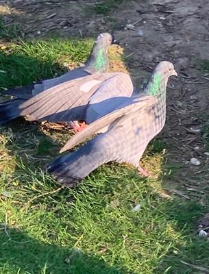 Piccioni per caccia al Colombaccio